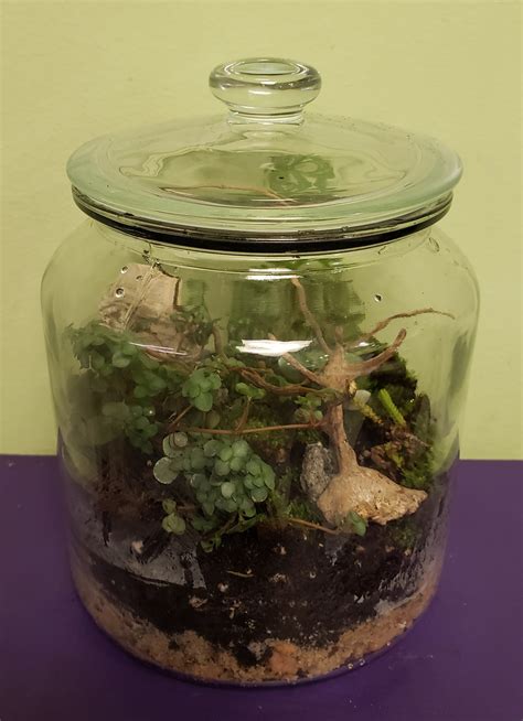 Self Sustaining Glass Lid Jar Terrarium in Philadelphia, PA ...