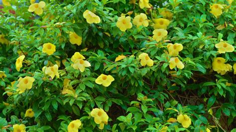 Allamanda plant - Santhi Online Plants Nursery