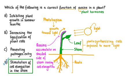 Question Video: Identifying the Functions of Auxins in Plants | Nagwa