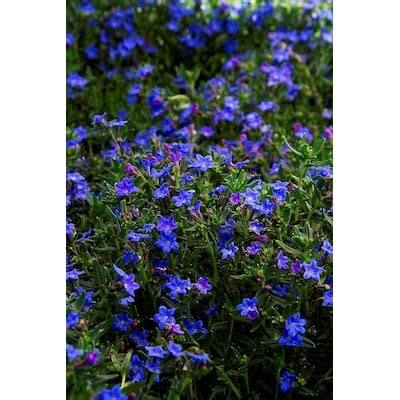 Grace Ward Lithodora Plants, Bulbs & Seeds at Lowes.com