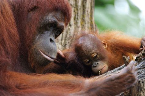 Bornean orangutan | mammal | Britannica