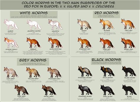 Color Morphs in European Foxes [crosspost from r/foxes] : r/Infographics