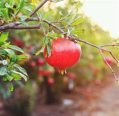 Super Bhagwa Pomegranate Plant Nursery, Type Of Industry Business: Hoticulture, 5 Acre at Rs 20 ...