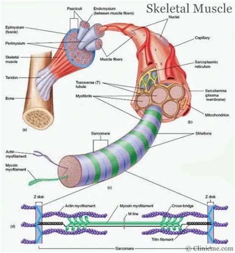 Skeletal muscle diagram