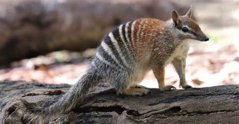 10 Fascinating Facts About Numbats - A-Z Animals