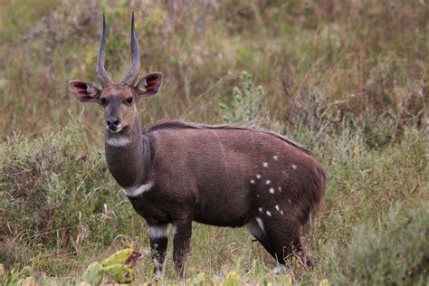 Bushbuck Hunting Package - WN Hunting Safaris