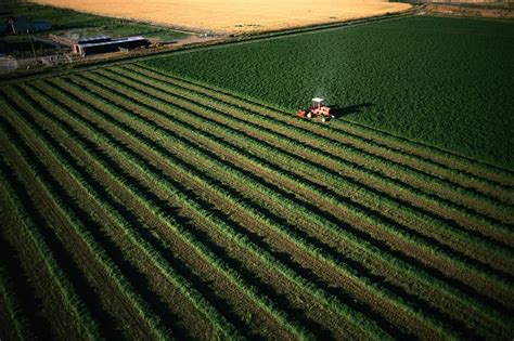 Alfalfa Hay Harvest | Agri-Pac