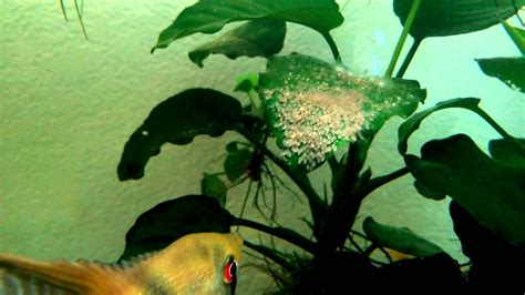 AngelFish Eggs - Day 4 - YouTube