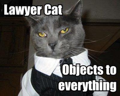 Lawyer cat! | Animal law, Cats, Ten cat