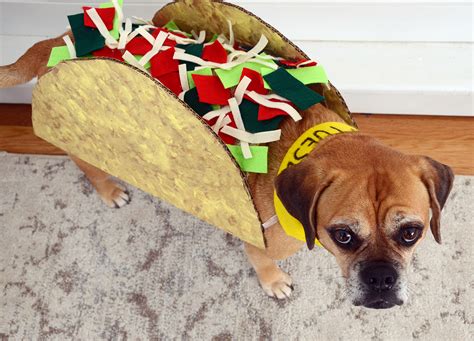 How to Make a Taco Tuesday Dog Costume - Curbly