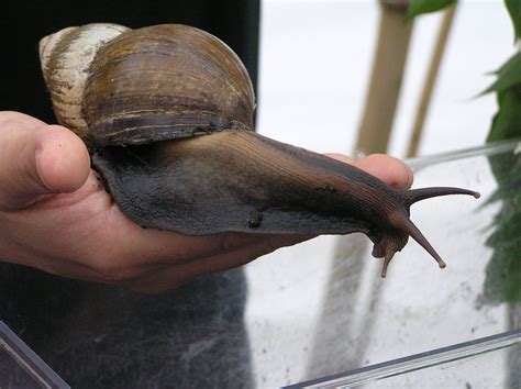 Real Monstrosities: Giant African Land Snail