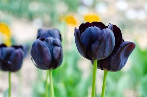 5 Black Tulip Bulbs for Planting Easy to Grow Queen of The | Etsy