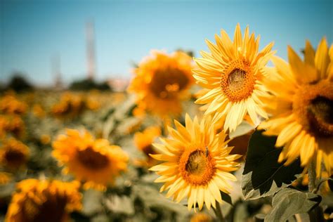 Sunflower 1080P, 2K, 4K, 5K HD wallpapers free download | Wallpaper Flare