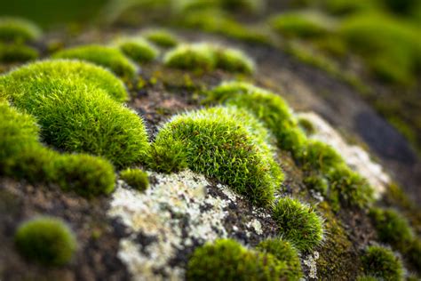 How to watch The Magical World Of Moss - Discover Wildlife