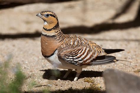 10 Desert Birds with Pictures and Adaptations