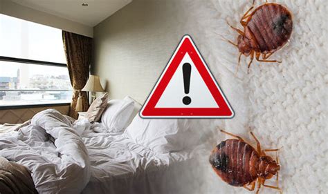 This Is How To Spot Bed Bugs In Your Hotel Room Rid Of Bed Bugs Bed ...