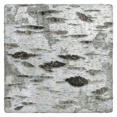 Birch Bark Material Texture, Birch Bark