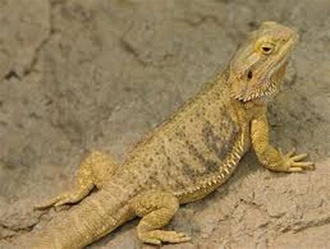 Types Of Bearded Dragons - Beardie Dragon World