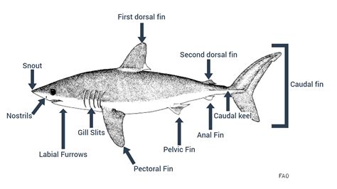 Shark Diagram