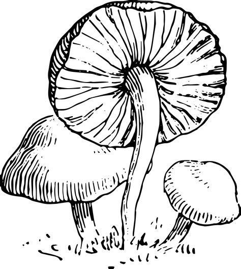 mushroom clipart - Clip Art Library