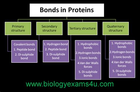 5 Bonds in Protein Structure ~ Biology Exams 4 U