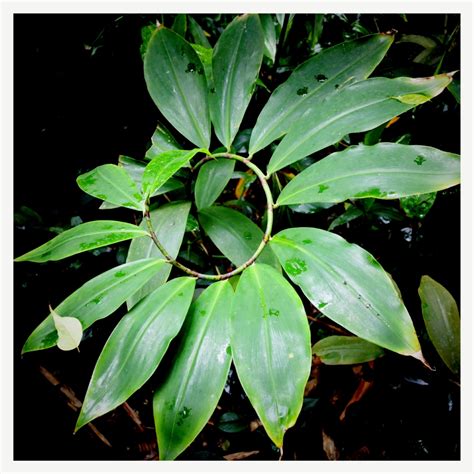 The Spiral - Plant & Nature Photos - Richard Irwin - Photoblog