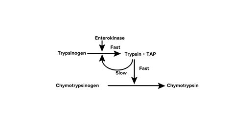 How is trypsin activated?