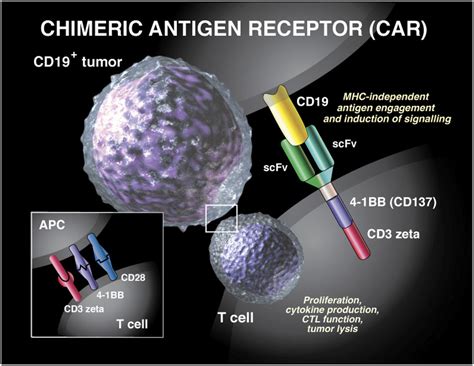 Is Bio-distribution Study Necessary for CAR-T Therapy? – Creative ...