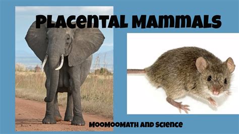 Placental Mammals Examples