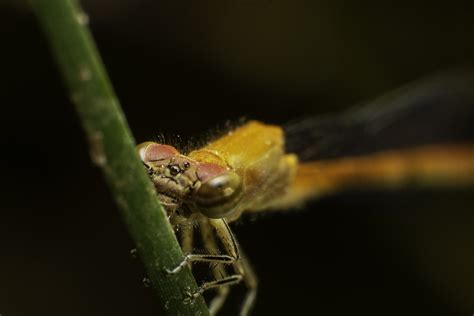 Macro Bug Photography on a Budget | Fstoppers