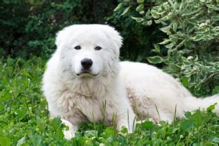 Maremma Sheepdog - PetSecure