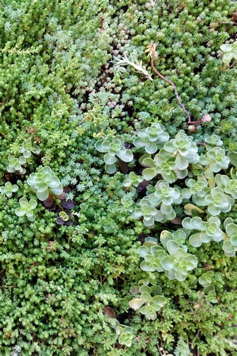 Sedum. The most popular green roof choice. #grufekit #greenroof #roofdesign #plants #sedum # ...