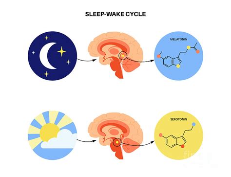 Sleep Wake Cycle Photograph by Pikovit / Science Photo Library - Fine ...