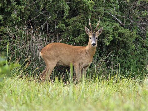 Roe Deer | Coniferous Forest