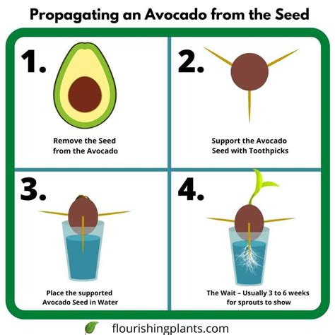 How Big does the Avocado Tree and Fruit Get? - Flourishing Plants