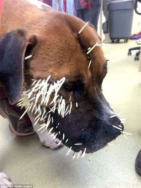 Baby boxer in Colorado lucky to be alive after porcupine attack | Daily Mail Online