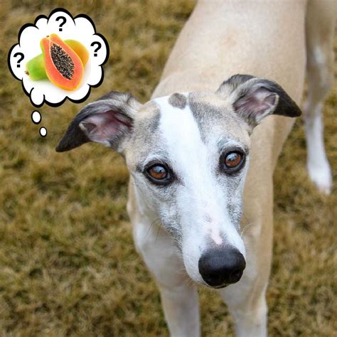 Can Dogs Eat Papaya? What to Know About Dogs and Papaya