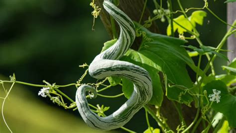 How to Grow Python Snake Bean: A Nutritious and Unusual Gourd - dwellure