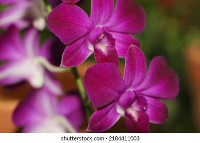 4,541 National Flower Of Singapore Images, Stock Photos & Vectors ...