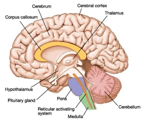 Pons : Anatomy , Location & Function - Anatomy Info