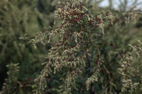 Mugwort Dream Pillow Fragrant Wild Artemisia Intuition | Etsy