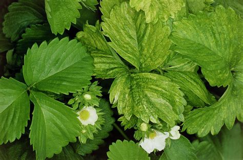 Leaf Mottling Caused By Plant Virus Photograph by Dr Jeremy Burgess/science Photo Library | Fine ...