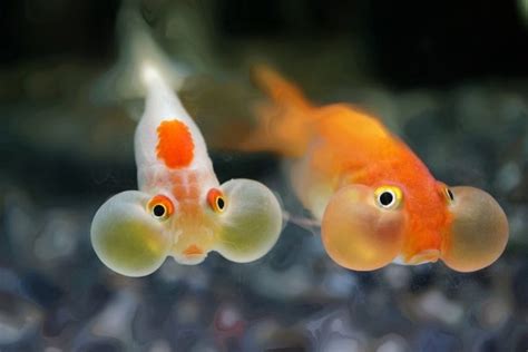 The Bubble Eye Goldfish: A Delicate Fancy Fish for Cold-Water Aquariums ...