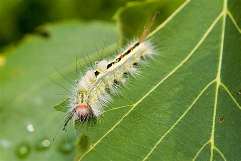 White-Marked Tussock Moth | I spotted this caterpillar in Ro… | Flickr