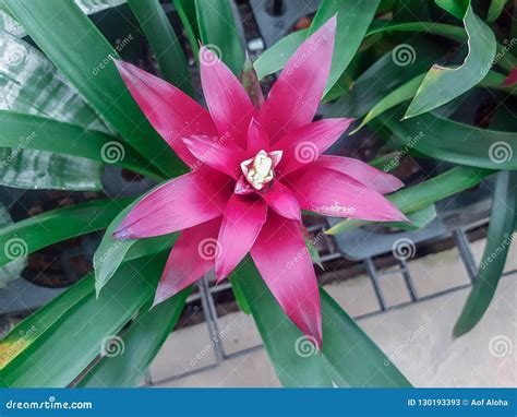 Red bromeliads flower. stock image. Image of greenhouse - 130193393