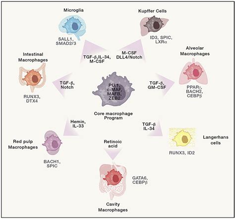 Determinants of Resident Tissue Macrophage Identity and Function: Immunity