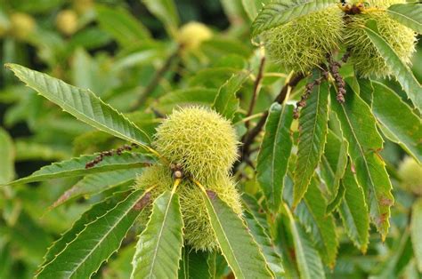 Chestnut | Description, Uses, Species, & Facts | Britannica