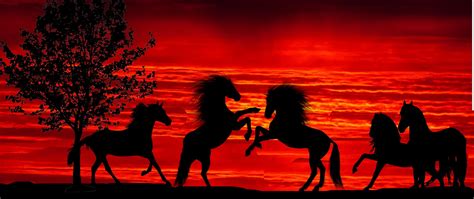 Horse Sunset Wallpapers - 4k, HD Horse Sunset Backgrounds on WallpaperBat