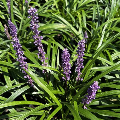 Liriope muscari ‘Royal Purple’ | Piedmont Carolina Nursery