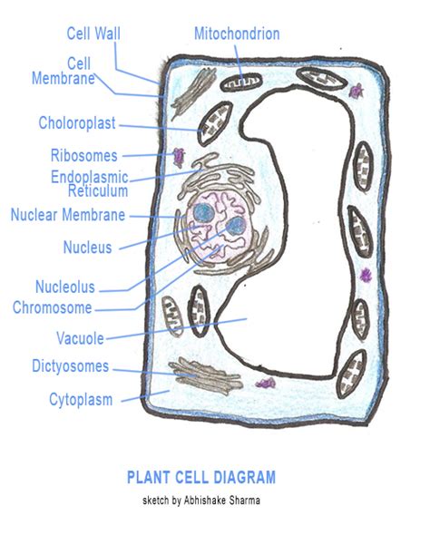 Parts of a Cell
